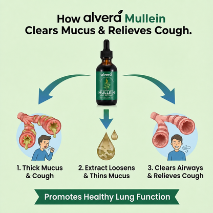 How mullein clears mucus and relieves cough